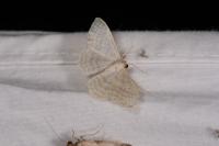 Idaea subsericeata