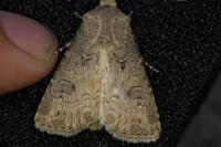 Agrotis bigramma