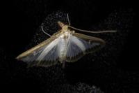 Cydalima perspectalis