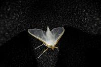 Palpita vitrealis