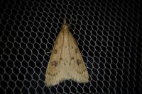 Udea numeralis