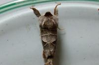 Clostera pigra