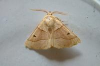 Crocallis elinguaria