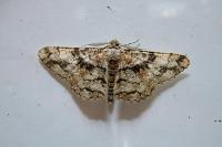 Peribatodes umbraria umbraria