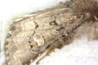 Luperina testacea
