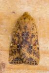 Conistra rubiginea