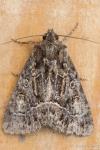 Thalpophila matura