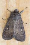 Xestia xanthographa