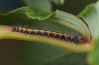 Lasiocampa quercus quercus