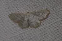 Idaea subsericeata