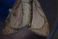 Aplocera efformata