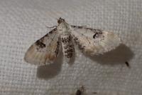 Eupithecia centaureata