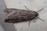 Pachycnemia hippocastanaria hippocastanaria