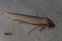 Eilema caniola