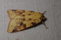 Cirrhia icteritia
