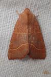 Atethmia centrago