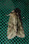 Dryobotodes eremita