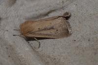 Sesamia nonagrioides