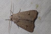 Xestia castanea