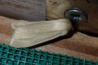 Mythimna pallens
