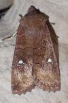 Eupsilia transversa