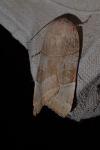 Noctua fimbriata