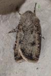 Agrotis segetum