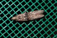 Nephopterix angustella