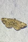 Peribatodes rhomboidaria rhomboidaria