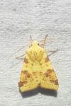 Cirrhia icteritia