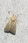 Hoplodrina ambigua
