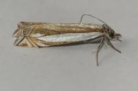 Crambus pascuella