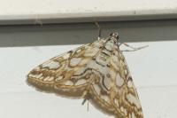 Elophila nymphaeata
