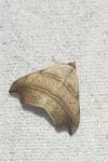 Laspeyria flexula