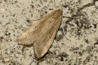 Parapoynx stratiotata