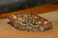 Pyrausta purpuralis