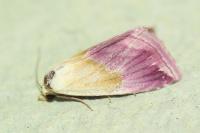 Eublemma purpurina