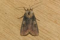 Agrotis puta