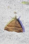 Hypena proboscidalis