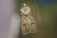 Agrotis segetum