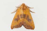 Atethmia centrago