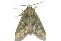 Dryobotodes eremita