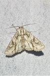 Meganephria bimaculosa