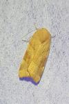 Noctua fimbriata