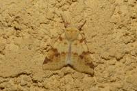 Cirrhia icteritia