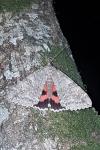 Catocala nupta