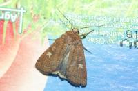 Xestia xanthographa