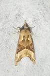 Phlogophora meticulosa