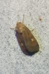 Xestia xanthographa