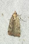 Epilecta linogrisea